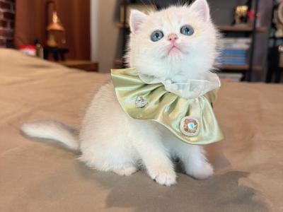 Mousse Blue Golden - British Shorthair - Gallery Photo #1