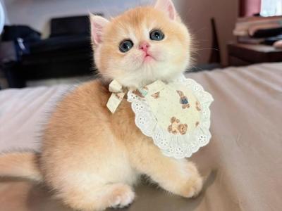 Pudding Golden Shaded - British Shorthair - Gallery Photo #1