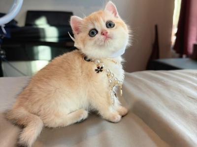 Waffle Golden Shaded - British Shorthair - Gallery Photo #1