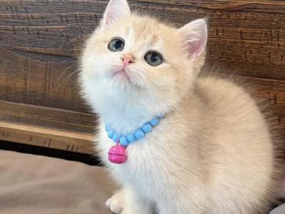 Biscuit Blue Golden - British Shorthair - Gallery Photo #1