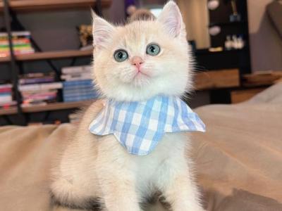 Toffee Blue Golden - British Shorthair - Gallery Photo #1