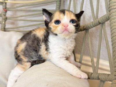Patches Calico - Devon Rex - Gallery Photo #1