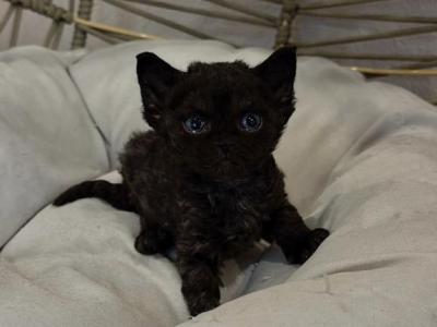 Onyx Solid Blk - Devon Rex - Gallery Photo #1