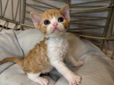 Cheeto Orange N White - Devon Rex - Gallery Photo #1
