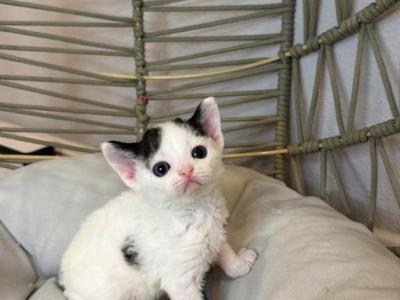 Panda Blk N White Van - Devon Rex - Gallery Photo #1