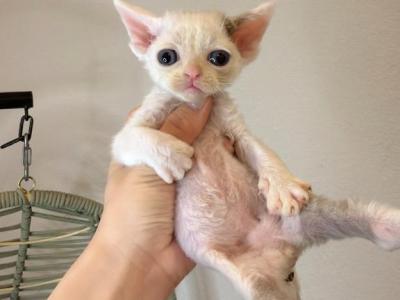 Taro Blue N White - Devon Rex - Gallery Photo #1