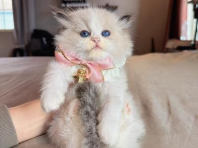 Millie - Ragdoll - Gallery Photo #1