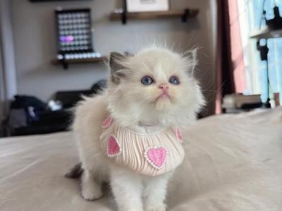 Daisy - Ragdoll - Gallery Photo #1