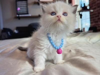 Teddy - Ragdoll - Gallery Photo #1