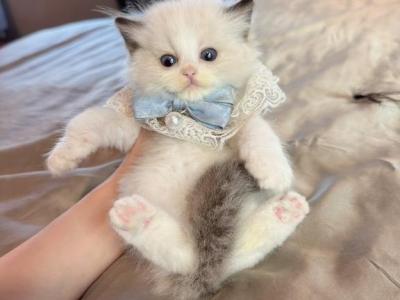 Milo - Ragdoll - Gallery Photo #1