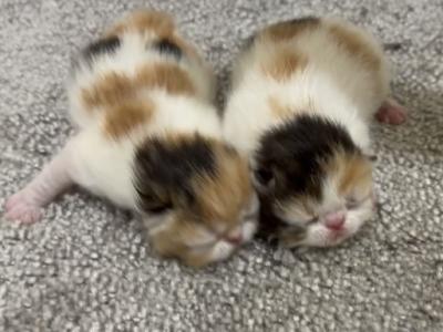 Exotic Calico - Exotic - Gallery Photo #1