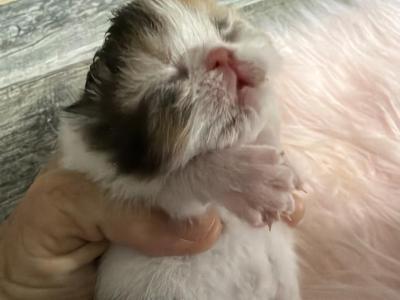 Persian Calico Kittens - Persian - Gallery Photo #1