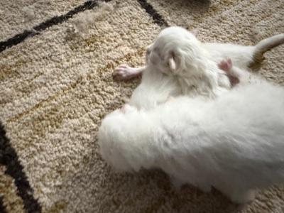 White Persians - Persian - Gallery Photo #1