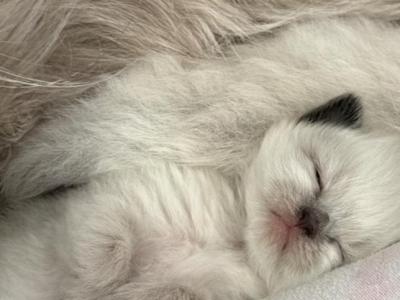 Christmas Babies - Ragdoll - Gallery Photo #1