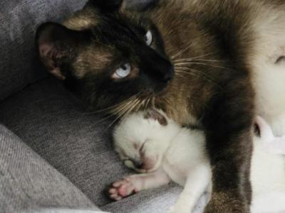 Siamese Kitty - Siamese - Gallery Photo #1