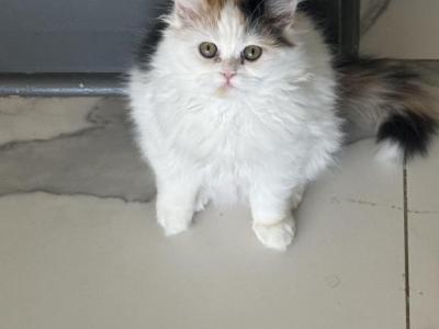 Caiko - Ragdoll - Gallery Photo #1