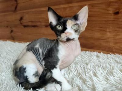 Black Tortie Female - Devon Rex - Gallery Photo #1