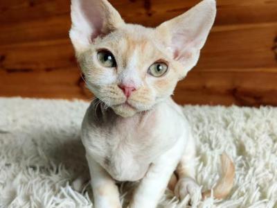 Devon Rex Male Red Bicolor - Devon Rex - Gallery Photo #1