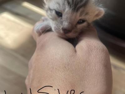 Sookie's Silver Litter - Bengal - Gallery Photo #1