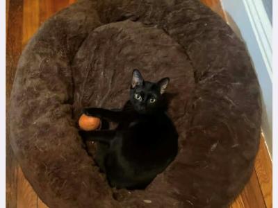 Lilly2 - Domestic - Gallery Photo #1