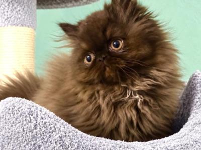 Chocolate Smoke Boy - Persian - Gallery Photo #1