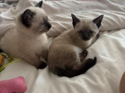 Siamese Seal Point Litter - Siamese - Gallery Photo #1