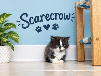 Scarecrow - Minuet - Gallery Photo #1
