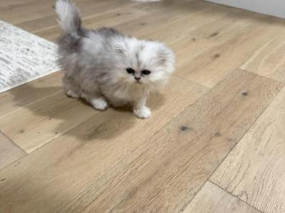 Silver Shaded Persian Boys - Persian - Gallery Photo #1