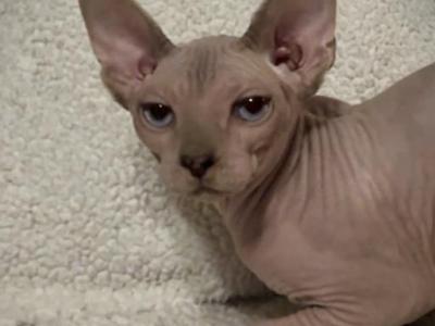 Blue Eyed Male - Sphynx - Gallery Photo #1