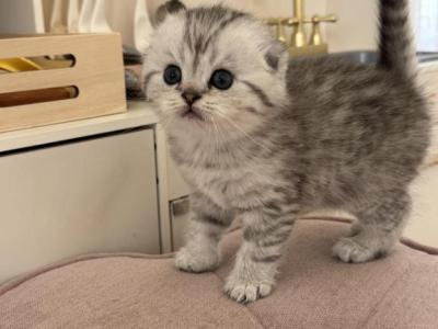 Scottish Fold Male Kitten Light Grey - Scottish Fold - Gallery Photo #1