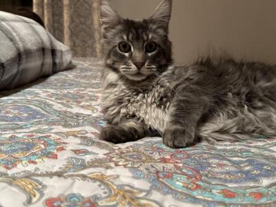 Jamie - Maine Coon - Gallery Photo #1