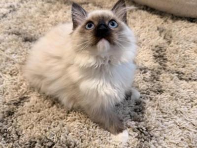 Ragdoll Kitten 1 - Ragdoll - Gallery Photo #1