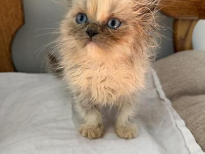 Ragdoll Female Kittens - Ragdoll - Gallery Photo #1