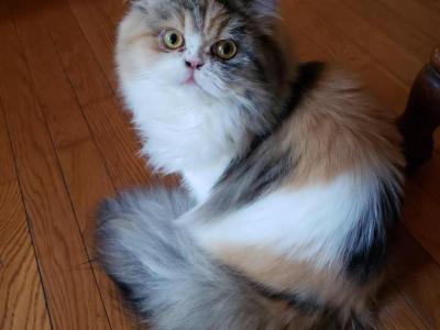 Pumpkin & Harley - Persian - Gallery Photo #1
