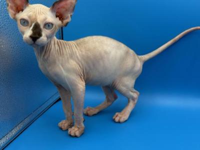 Butters - Sphynx - Gallery Photo #1