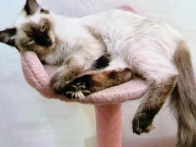 Jada - Siamese - Gallery Photo #1