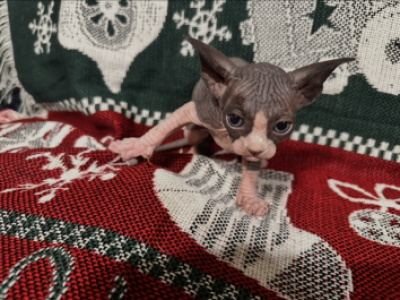 Christmas Sphynx Kittens - Sphynx - Gallery Photo #1