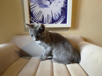 Blue Bobtail - Japanese Bobtail - Gallery Photo #1