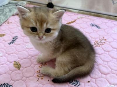 Dasha 1 - British Shorthair - Gallery Photo #1