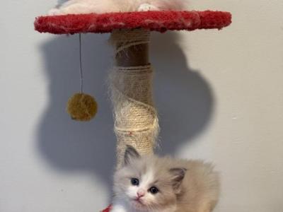 Mirabelles Litter - Ragdoll - Gallery Photo #1