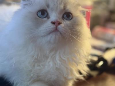 Fluff - Scottish Fold - Gallery Photo #1