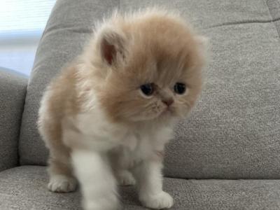Antoinette - Persian - Gallery Photo #1