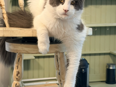 Tucker Blue White Proven - Maine Coon - Gallery Photo #1