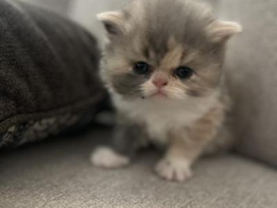 Marie - Persian - Gallery Photo #1