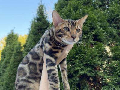 Bengal Boy - Bengal - Gallery Photo #1