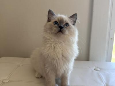 TICA Blue Mitted Girl Laken - Ragdoll - Gallery Photo #1