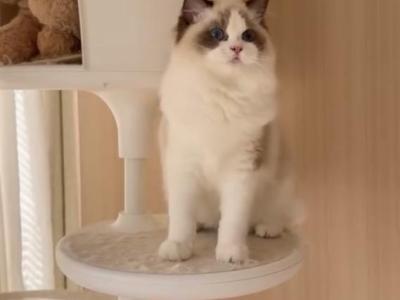 Queen Victoria - Ragdoll - Gallery Photo #1