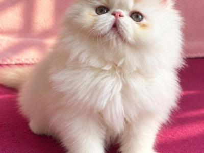 Aslan - Persian - Gallery Photo #1