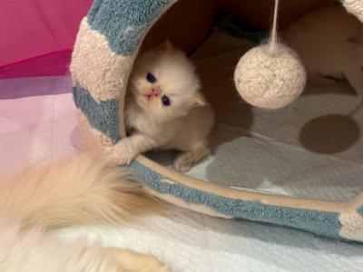 Blue Eyed Persian Beauties - Persian - Gallery Photo #1