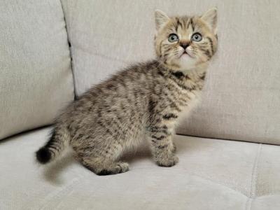 Scottish Kittens - Scottish Straight - Gallery Photo #1